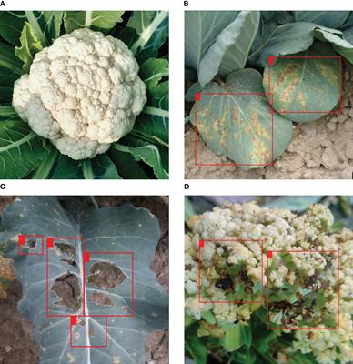 Cauli-Det: enhancing cauliflower disease detection with modified YOLOv8